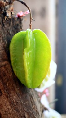 Star fruit or Carambola grows on trees.    clipart