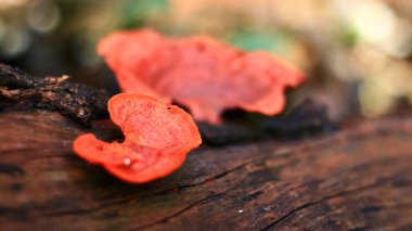Pycnoporus sanguineus ölü kereste üzerinde yetişir. Zehirlidir ve bu yüzden yenmez..