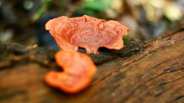 Pycnoporus sanguineus ölü kereste üzerinde yetişir. Zehirlidir ve bu yüzden yenmez..