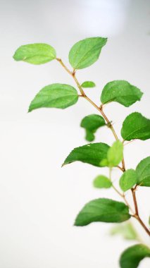 Bidara ya da Hint Jujube beyaz arka planda kalır.