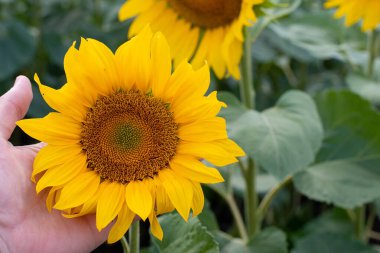 Elleriyle sarı ayçiçeği tutan ellerin fotoğrafı. Muhteşem ayçiçeği tarlasında tek başına dikiliyorsun. Hasat zamanı