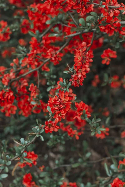 stock image Red bright beautiful flowers with green leaves. Brush. Natural background. Macro photo