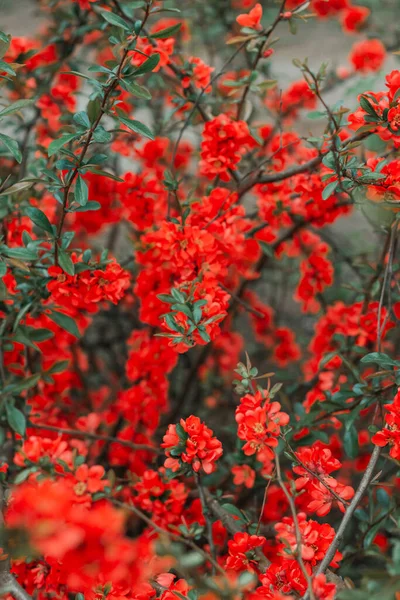 Червоні Яскраві Красиві Квіти Зеленим Листям Кисть Природний Фон Макро — стокове фото