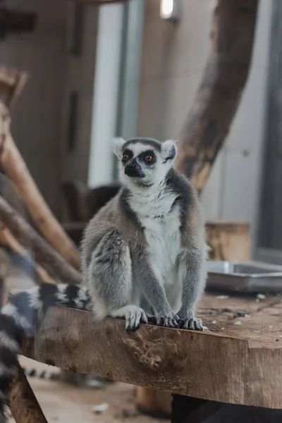 Hayvanat Bahçesindeki Şirin Bir Lemurun Portresi Hayvanlar — Stok fotoğraf