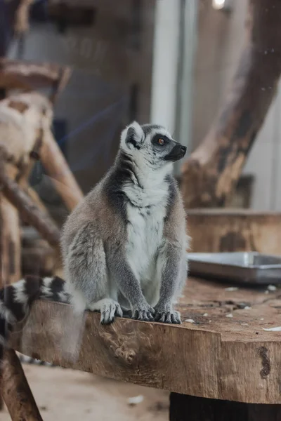Portræt Sød Lemur Fra Zoologisk Have Dyr - Stock-foto