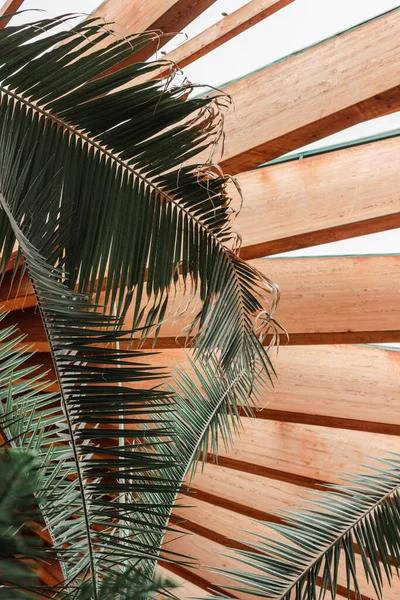 Decke Aus Holzbrettern Und Glas Palmen Tapete — Stockfoto