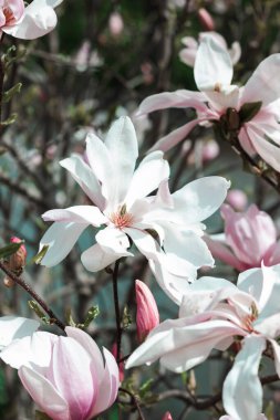 Güzel pembe manolyaların Macro fotoğrafı. Bahar. Doğa