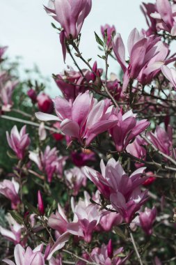 Güzel pembe manolyaların Macro fotoğrafı. Bahar. Doğa