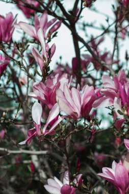 Güzel pembe manolyaların Macro fotoğrafı. Bahar. Doğa