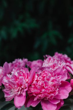 Koyu yeşil yapraklardan oluşan bir buket pembe çiçek açan şakayık. Mesaj için yer. Geçmişi. Bir kartpostal için düzenName