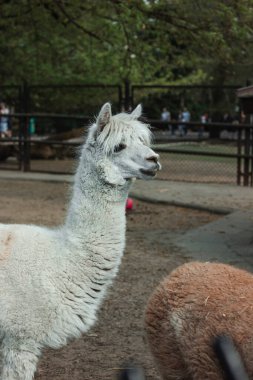 Tıraşlı kâküllü beyaz bir alpaka portresi, görünür gözler, güzel bir kadın yüzü. Varşova Hayvanat Bahçesi