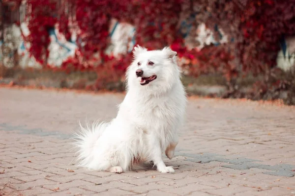 Portrét Charismatického Bílého Chlupatého Psa Pozadí Červených Listů Vlna Jako — Stock fotografie