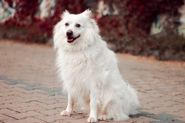 Πορτρέτο Ενός Χαρισματικού Λευκού Αφράτου Σκύλου Φόντο Κόκκινων Φύλλων Μαλλί — Φωτογραφία Αρχείου
