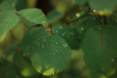 Sabah çiği yeşil bir yaprağın üzerinde parlar. Dışarıda güneş parlıyor, güzel yuvarlak bokeh. Doğanın saflığının inanılmaz sanatsal görüntüsü..