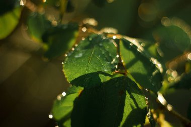 Sabah çiği yeşil bir yaprağın üzerinde parlar. Dışarıda güneş parlıyor, güzel yuvarlak bokeh. Doğanın saflığının inanılmaz sanatsal görüntüsü..