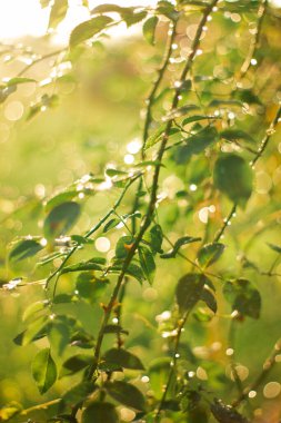 Sabah çiği yeşil bir yaprağın üzerinde parlar. Dışarıda güneş parlıyor, güzel yuvarlak bokeh. Doğanın saflığının inanılmaz sanatsal görüntüsü..