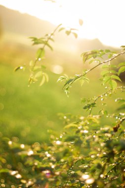 Sabah çiği yeşil bir yaprağın üzerinde parlar. Dışarıda güneş parlıyor, güzel yuvarlak bokeh. Doğanın saflığının inanılmaz sanatsal görüntüsü..