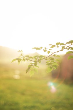 Sabah çiği yeşil bir yaprağın üzerinde parlar. Dışarıda güneş parlıyor, güzel yuvarlak bokeh. Doğanın saflığının inanılmaz sanatsal görüntüsü..