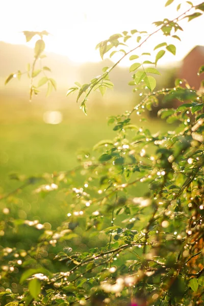 Ranní Rosa Třpytí Zeleném Listu Slunce Svítí Venku Krásný Kulatý — Stock fotografie