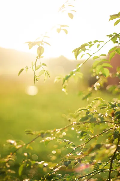 Ranní Rosa Třpytí Zeleném Listu Slunce Svítí Venku Krásný Kulatý — Stock fotografie