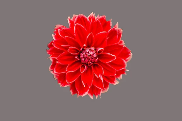 Piros Friss Dália Virág Makró Fénykép Egy Fényes Gyönyörű Virág — Stock Fotó