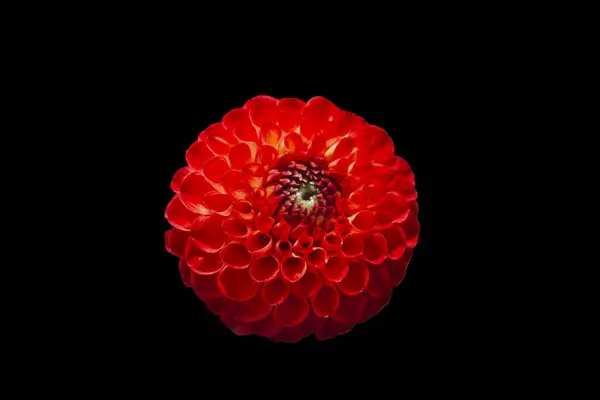 赤い新鮮なダリアの花マクロの写真 黒い背景に輝く美しい花 隔離されたマクロの写真 — ストック写真