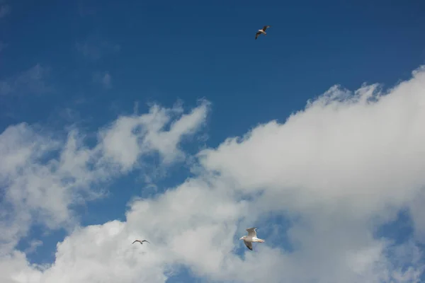 Чайки Голубом Небе Над Маншем Фон — стоковое фото