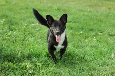 Yeşil çimenlerin üzerinde siyah, memnun bir köpeğin portresi. Fotoğraf kartpostallar, takvimler, pankartlar için kullanılabilir..