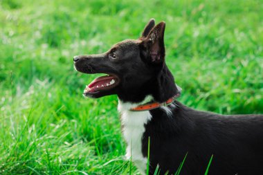 Yeşil çimenlerin üzerinde siyah, memnun bir köpeğin portresi. Fotoğraf kartpostallar, takvimler, pankartlar için kullanılabilir..