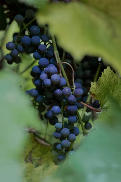 Blauwe Druiven Een Wijnstok Met Groene Bladeren — Stockfoto