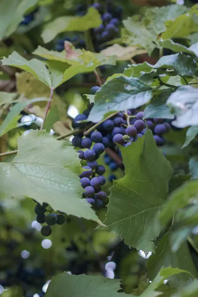 Куча Синего Винограда Виноградной Лозе Зелеными Листьями — стоковое фото