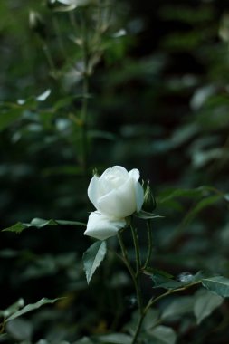 Beyaz bir gülün Macro fotoğrafı. Yeşil yapraklar.