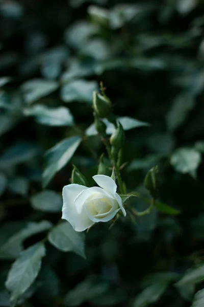 Macro Foto Uma Rosa Branca Folhas Verdes Escuras — Fotografia de Stock