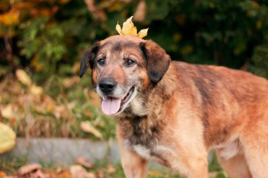 Kafasında yaprak olan bir köpeğin sonbahar portresi. Kartpostal