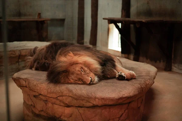 A lion sleeps on a big stone. Safari. Zoo. Portrait of a large lion