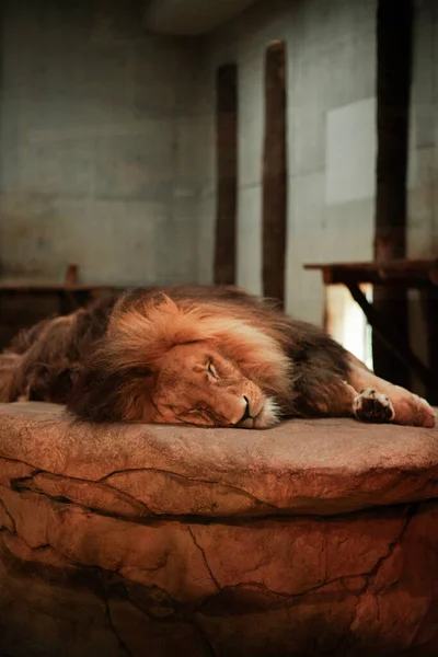 A lion sleeps on a big stone. Safari. Zoo. Portrait of a large lion