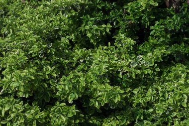 Bir çitin yakın çekimi. Çalılıklar, yeşil yapraklar, yemyeşil arka plan