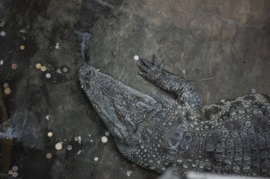 Yerde yatan bir timsahın üst görüntüsü.