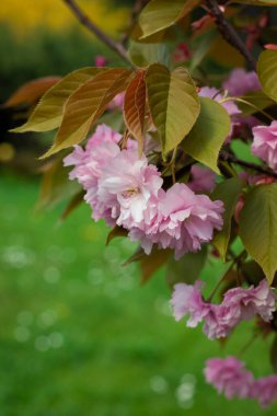 Baharda çiçek açan güzel sakura ağacı. Prunus serrulata