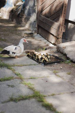 Goslings ördeği sürü halinde takip ediyor.