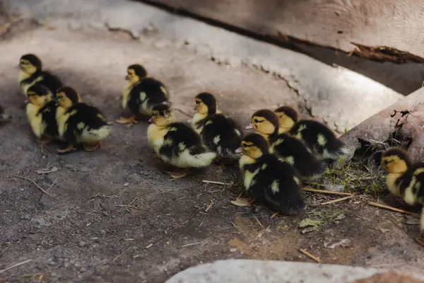 Goslings ördeği sürü halinde takip ediyor.