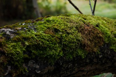 Ormandaki yosunlu bir ağaç dalının yakın plan fotoğrafı.