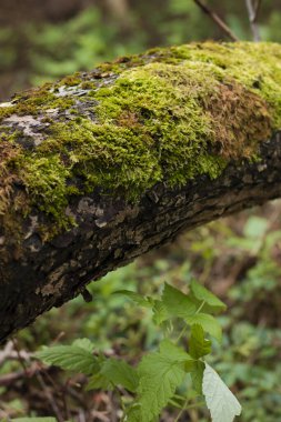 Ormandaki yosunlu bir ağaç dalının yakın plan fotoğrafı.