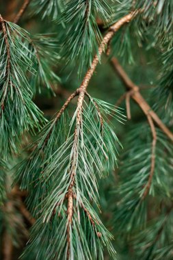 Yeşil iğne arka planı. Doğa duvar kağıdı, yeşil bir dalda çam kozalağı.