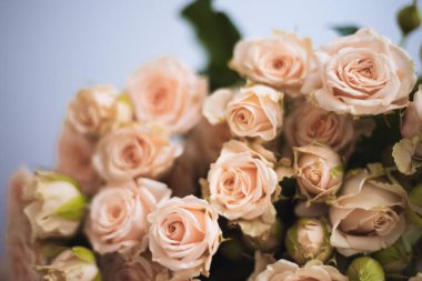 Yumuşak pembe güller Gri arka planda bir buket içinde