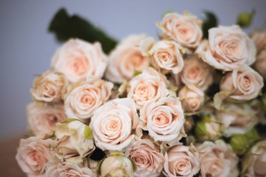 Yumuşak pembe güller Gri arka planda bir buket içinde