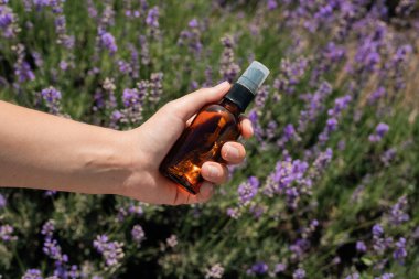 Elleri küçük bir sprey şişesi tutuyor ve güneşli bir öğleden sonra açan lavanta çiçeklerinin arasına lavanta özü bırakıyor.