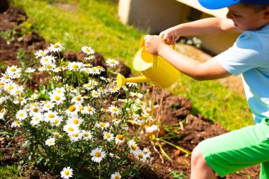 Parlak renkli elbiseli şirin bir çocuk güneşli bir bahçede papatya çiçekleri suluyor.