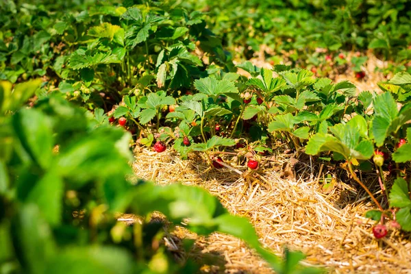 Strawberries Growing Fields Self Picking Berries Stock Image