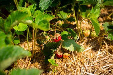 Çilekler kendi kendine toplanan meyveler için tarlalarda yetişiyor.